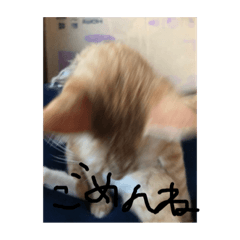 [LINEスタンプ] 俺専用スタンプ  ねこちゃん