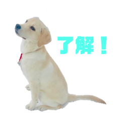 [LINEスタンプ] ラブラドールのパール
