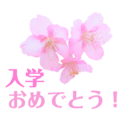 [LINEスタンプ] 桜の季節(お祝い・お礼・お花見♡)