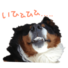 [LINEスタンプ] コジローと愉快な仲間たち