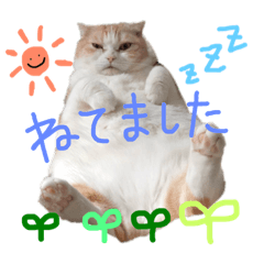 [LINEスタンプ] スコティッシュまろにゃん