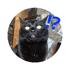 [LINEスタンプ] リアル黒猫の日常