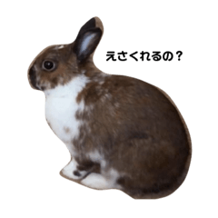 [LINEスタンプ] うさぎのかぴやん 