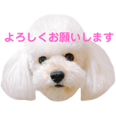 [LINEスタンプ] トイプードル・ルナ 
