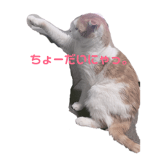 [LINEスタンプ] 猫のちいさん4