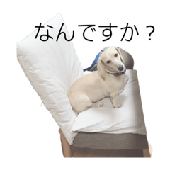 [LINEスタンプ] 犬が伝えたいこと 