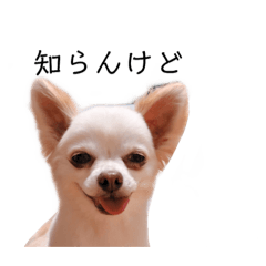 [LINEスタンプ] チワワの心春くん 