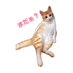 [LINEスタンプ] L O V E C A T S