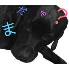 [LINEスタンプ] ラブラドールレトリーバーBLACK