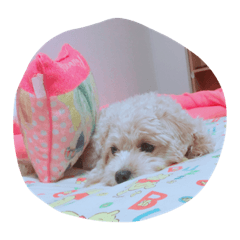 [LINEスタンプ] マルプーのももちゃん 