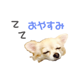 [LINEスタンプ] チワワ犬ミルクちゃんのスタンプ 