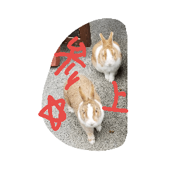 [LINEスタンプ] もふもふの動物達