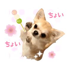 [LINEスタンプ] チワワのハチ君