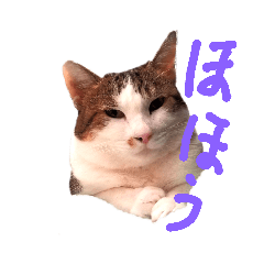 [LINEスタンプ] kota-saku