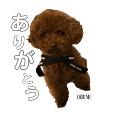 [LINEスタンプ] ティーカッププードルクロムスタンプ