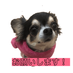 [LINEスタンプ] ワンちゃんスタンプ（チワワ）