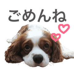 [LINEスタンプ] アッシュくんのスタンプ 