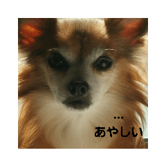 [LINEスタンプ] ワンコの叫び 