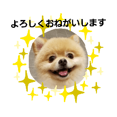 [LINEスタンプ] ぽめ柴ぽんたでございます