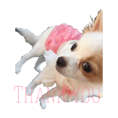 [LINEスタンプ] モカちゃん...
