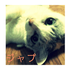 [LINEスタンプ] ジャブチャン