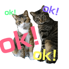[LINEスタンプ] にゃんだふる 2