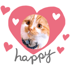 [LINEスタンプ] スコティッシュフォールド こなつちゃん
