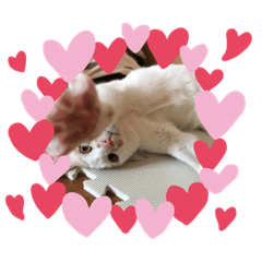 [LINEスタンプ] 猫の朔ちゃんスタンプ