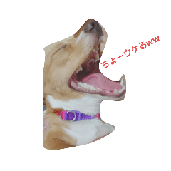 [LINEスタンプ] チワックスのこまちゃん 