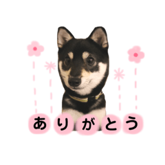 [LINEスタンプ] 黒柴ゆずスタンプ
