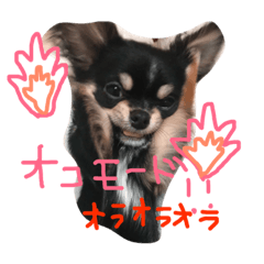 [LINEスタンプ] いっぬのチクワ先輩