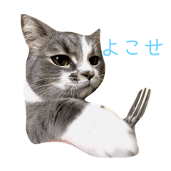 [LINEスタンプ] ジョイくんスタンプ 
