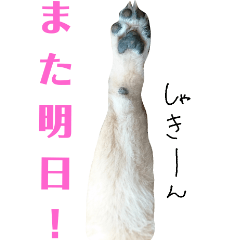 [LINEスタンプ] 豆柴ぴた子のスタンプ2