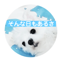 [LINEスタンプ] まるまるはなマルチーズ③