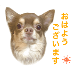 [LINEスタンプ] チワワのラテくんスタンプ