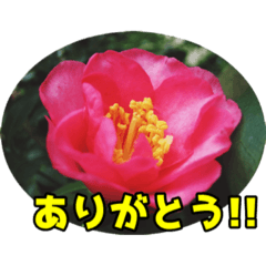 [LINEスタンプ] 陽子の好きな花