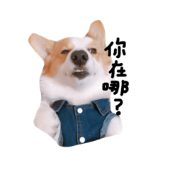 いプリン犬_犬