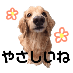 [LINEスタンプ] ダックスフンドのバティくんⅡ