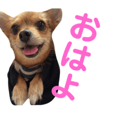 [LINEスタンプ] あたちのmix犬2