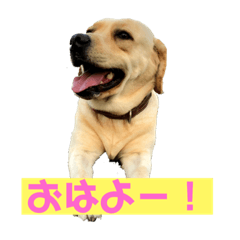 [LINEスタンプ] 宮古島ラブラドールズ『ヌーイ＆クーネ』