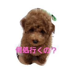 [LINEスタンプ] ちゃっぴー君