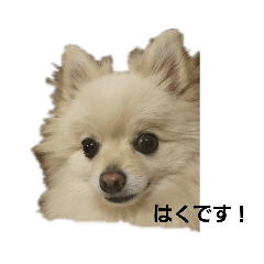 [LINEスタンプ] ポメラニアンはくです