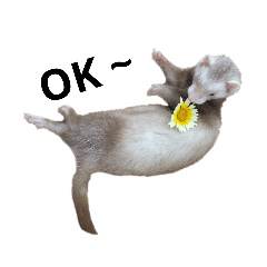 [LINEスタンプ] わが家のフェレット