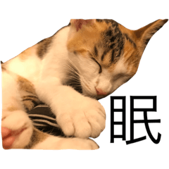 [LINEスタンプ] ねこのホタテちゃん