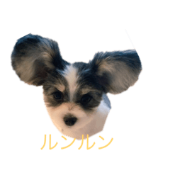 [LINEスタンプ] 愛しの小虎ちゃん