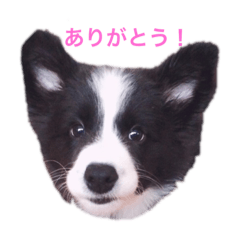 [LINEスタンプ] ボーダーコリーのチロルさん