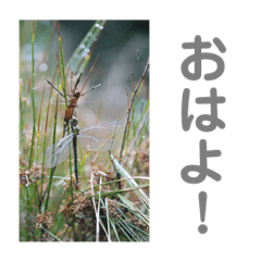[LINEスタンプ] トンボ集1 生活スタンプ