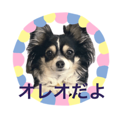 [LINEスタンプ] ちわわんこオレオ