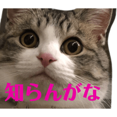 [LINEスタンプ] チロ助スタンプ6