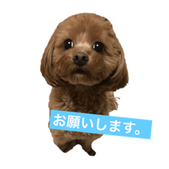 [LINEスタンプ] チワプーのはる 